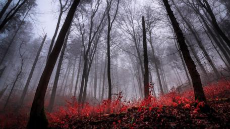 Enchanted Autumn Forest Scene wallpaper