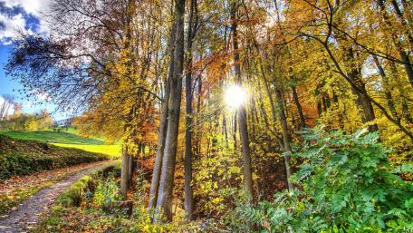 Autumn sunshine wallpaper