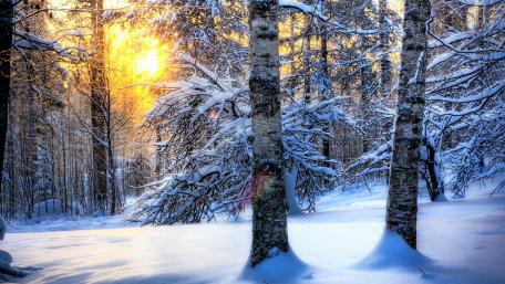 Snowy forest landscape wallpaper