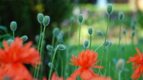 Vibrant Poppy Buds in Bloom wallpaper