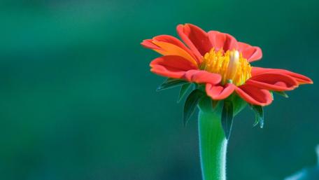 Vibrant Red Flower Close-Up Beauty wallpaper