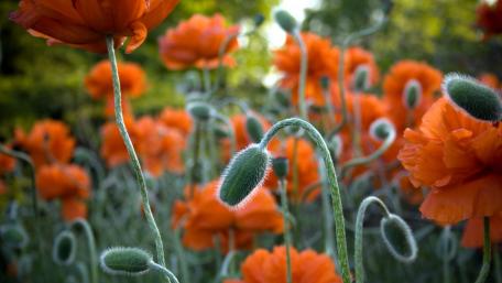 Red poppies wallpaper