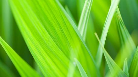 Vibrant Green Grass Close Up Wallpaper wallpaper