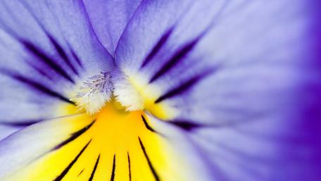 Pansy flower wallpaper