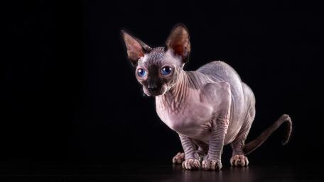 Sphynx cat wallpaper