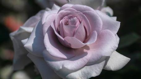 Pink rose wallpaper
