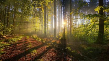 Tranquil Forest Pathway Bathed in Morning Sunlight wallpaper