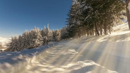 Snowy road in the forest wallpaper