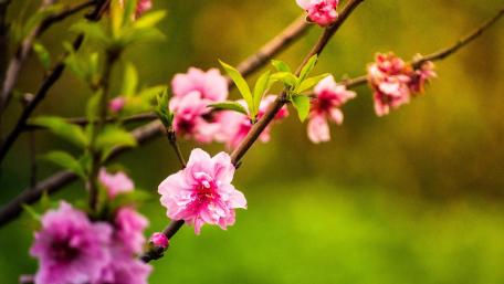 Spring Flowers wallpaper