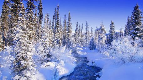 Winter Serenity in a Snowy Forest wallpaper