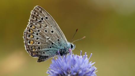 Delicate Butterfly on Vibrant Flower Petals wallpaper