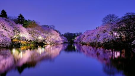 Japan cherry blossom wallpaper