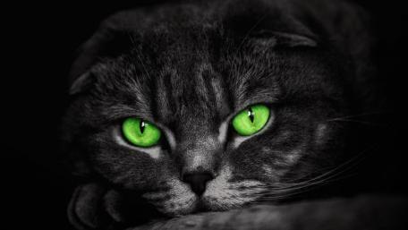 Cat with green eyes wallpaper
