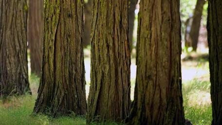 Majestic Forest Trees Standing Tall wallpaper