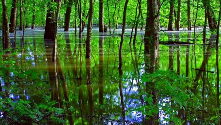 Lush Green Reflections in a Serene Wetland Scene wallpaper
