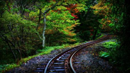 Railroad in the forest wallpaper