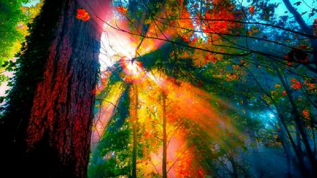 Enchanted Autumn Forest Light Show wallpaper