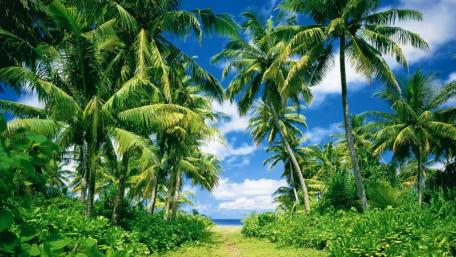 Tropical Paradise Amidst Lush Greenery wallpaper