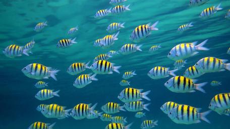School of Fish wallpaper
