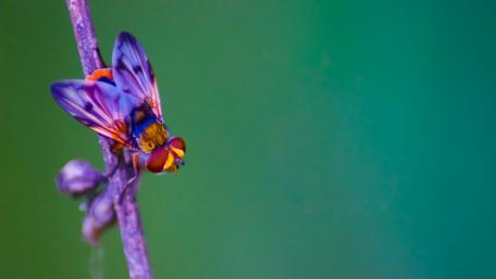Fly macro photo wallpaper