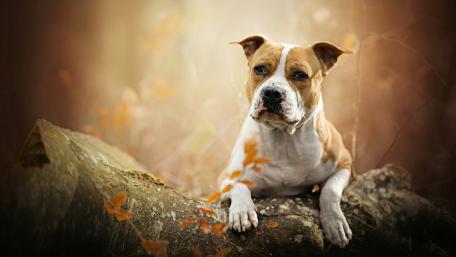 American Staffordshire Terrier wallpaper
