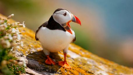 Puffin bird wallpaper