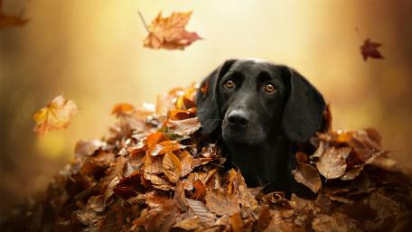 Black labrador retriever wallpaper
