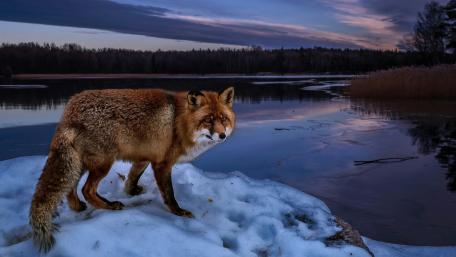 Majestic Red Fox in Winter Landscape wallpaper