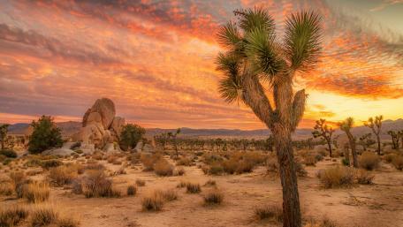 Joshua Tree National Park wallpaper