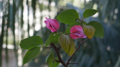 Pink Flowers wallpaper