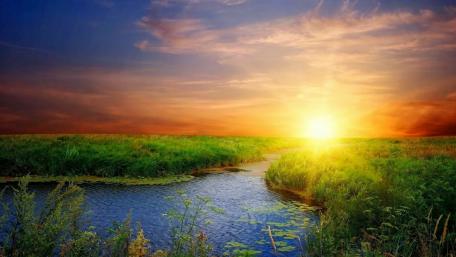Golden Dawn Over Serene Wetlands wallpaper