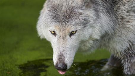 Wolf - Close up wildlife photography wallpaper