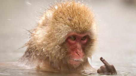 Sassy Snow Monkey in Hot Springs wallpaper