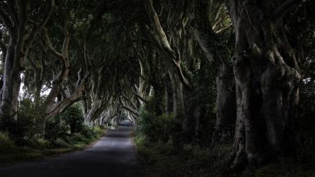 Dark Hedges, Ireland wallpaper