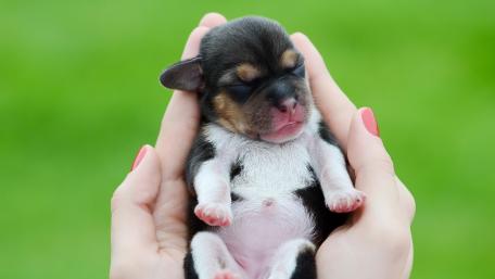 Cute puppy in a hand wallpaper