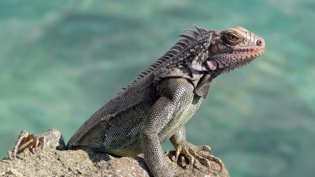 Iguana wallpaper