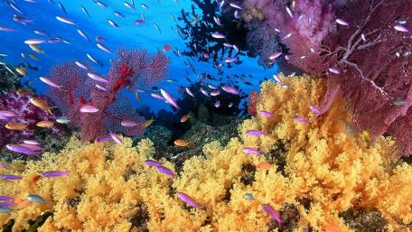Vibrant Underwater Coral Reef Scene wallpaper