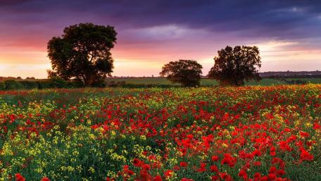 Summer field wallpaper