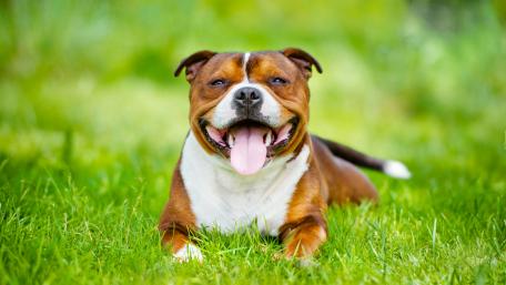 Staffordshire Bull Terrier wallpaper