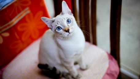 Elegant Domestic Cat with Striking Blue Eyes wallpaper