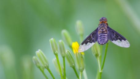 Delicate Butterfly on a Blooming Flower wallpaper