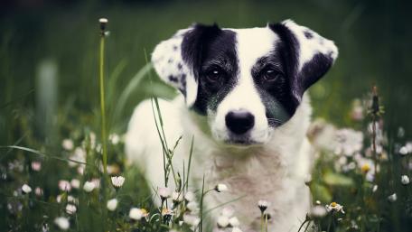 Cute Puppy in a Meadow of Flowers wallpaper