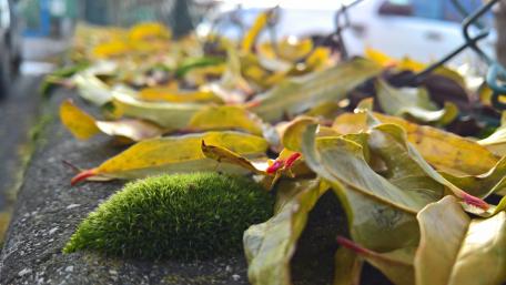 Lush Greenery Amidst Autumn Leaves wallpaper