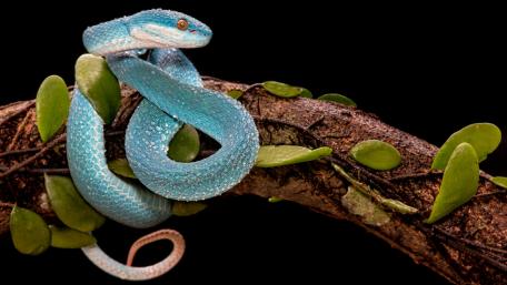 Serpent of the Jungle: Vibrant Blue Hue wallpaper