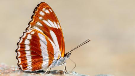 Majestic Monarch Butterfly on Display wallpaper