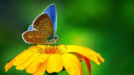 Butterfly Bliss on a Sunny Bloom wallpaper