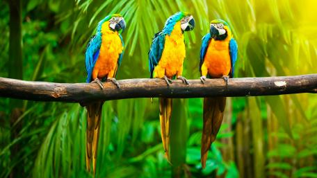 Vibrant Parrots in Their Natural Habitat wallpaper