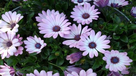 Delicate Pink Daisy Blooms in a Foliage Bed wallpaper