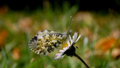 Delicate Butterfly on a Flowering Daisy wallpaper