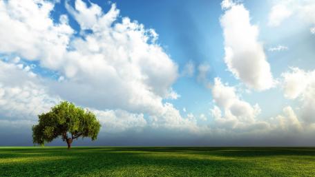 Lone Tree Amidst Open Fields wallpaper